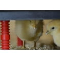 thumbnail image 3 of Chick Brooder Heating Plate and Bonus Foldable Anti-Roost Cone - Warms Up to 30 Chicks - Chick Heater with 25 Adjustable Heights and 42 Watts - Safer Alternative to Heat Lamps - 16" x 16", 3 of 9