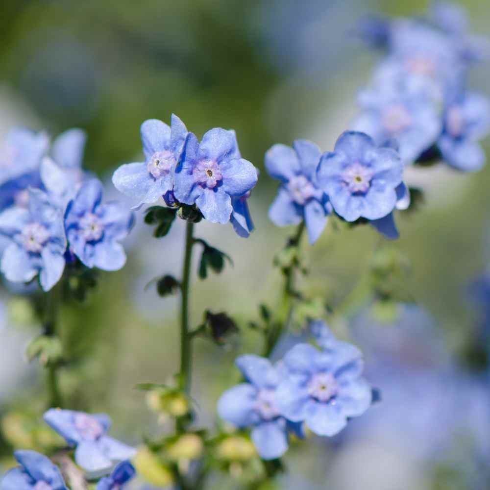 Chinese Forget Me Not Seeds - Cynoglossum Amabile Flower Seed - 5 LBS