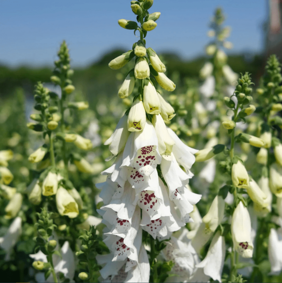 White Foxglove Plant Live, Hardy Perennial Foxgloves with Colorful Summer Flowers for Outdoor Garden Planting, 2-4 Inch Tall, 3 Inch Pot