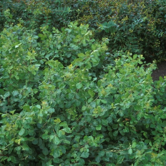 Gro-Low Fragrant Sumac