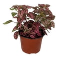 thumbnail image 2 of planta hiedra sueca natural verde 49.8 x 23.7 cm, 2 of 4