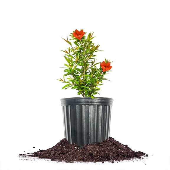 Cold Hardy Russian Pomegranate