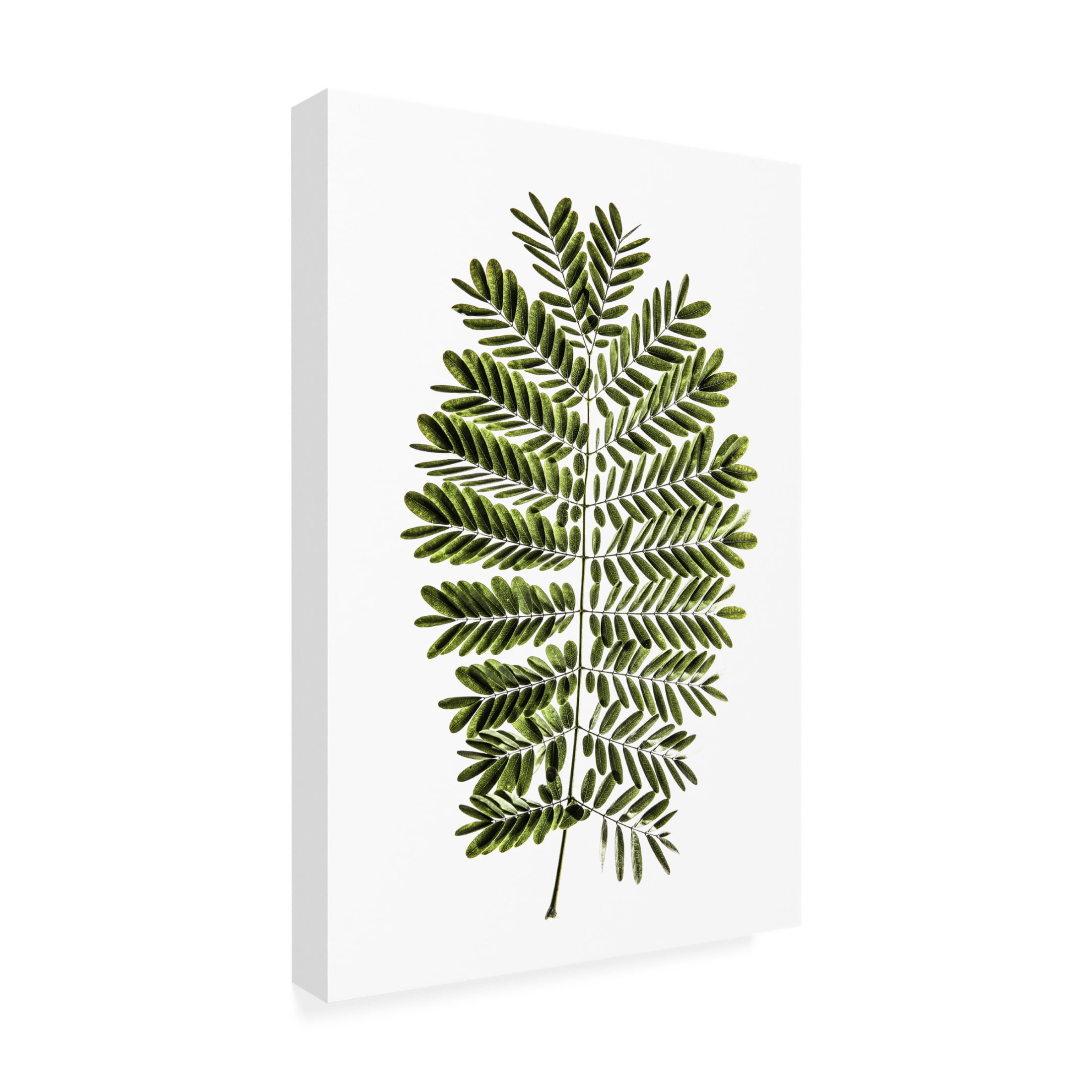 Trademark Fine Art Shot by Clint Leaf Study 02 Canvas Wall Art
