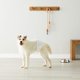 thumbnail image 2 of Amazon Basics - Pa&ntilde;ales desechables para perro macho, talla mediana, paquete de 30, color blanco Amazon Basics NA, 2 of 7