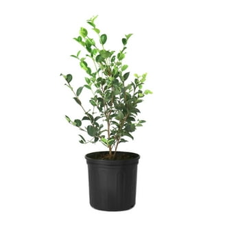 National Plant Network Camellia Sasanqua 'Shi Shi Gashira' Live