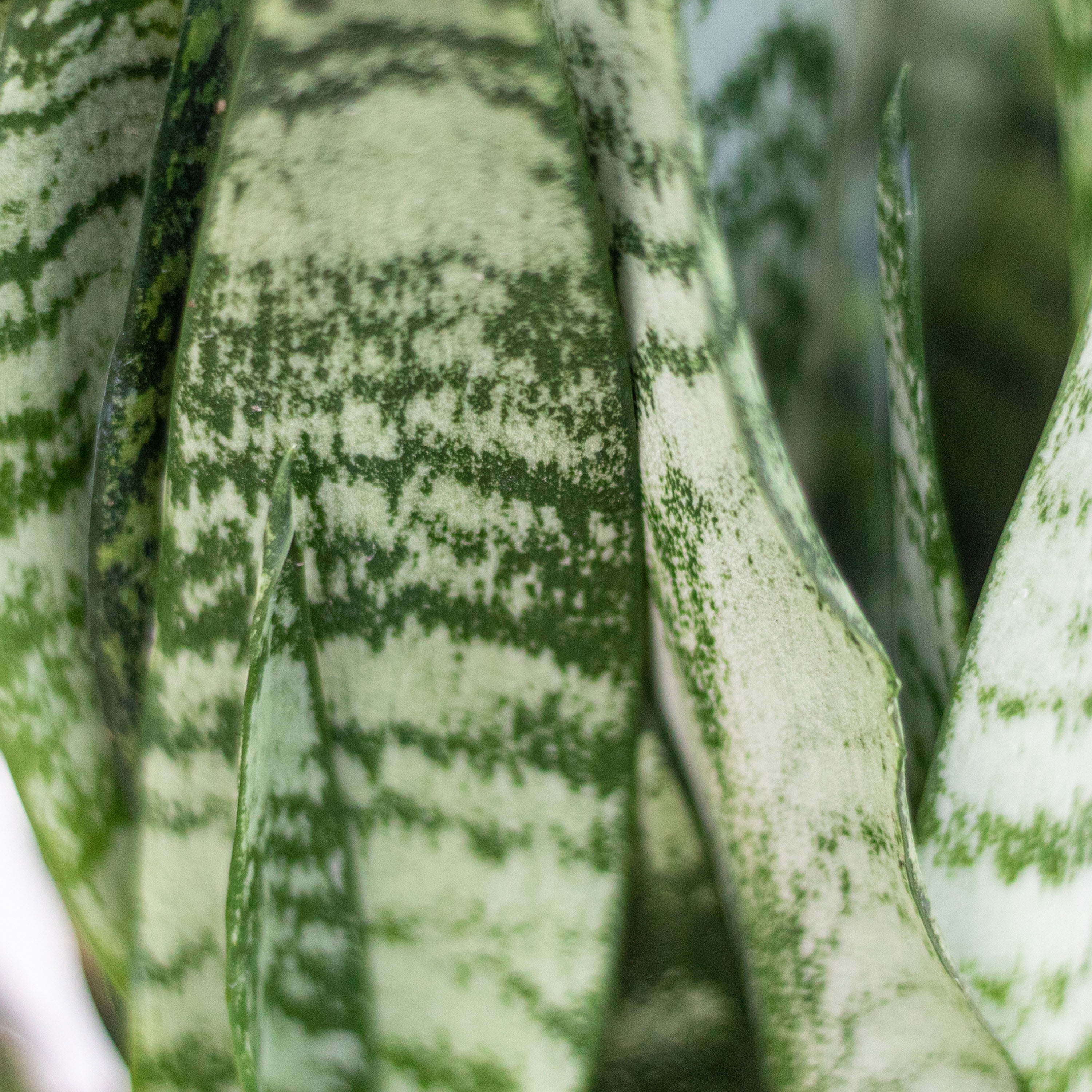 United Nursery Live Sansevieria Zeylanica Houseplant 12-14in Tall in 6in Premium Ecopots Terracotta