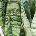 thumbnail image 4 of United Nursery Live Sansevieria Zeylanica Houseplant 12-14in Tall in 6in Premium Ecopot Pure White, 4 of 8