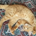 thumbnail image 6 of Meowy Janes 1.5 Cups All Natural Silvervine Catnip Blend with Toy, Value Bag, 6 of 7