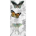thumbnail image 2 of Allen, Kimberly 8x14 White Modern Wood Framed Museum Art Print Titled - Butterflies Are Free 1, 2 of 4