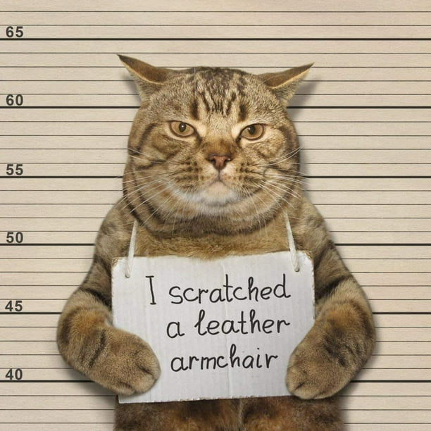 Kitten scratching furniture cheap