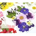 thumbnail image 4 of SUTENGDA 1 Pack Dried Flower Natural Dry Plants For Craft DIY Materia Accessories, 4 of 8