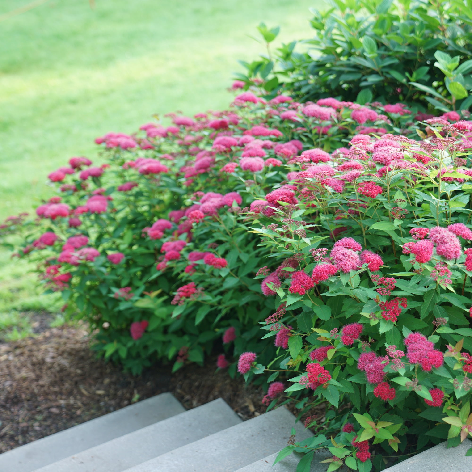 Proven Winners ColorChoice Double Play Doozie Spirea Live Shrub (2 Gallon)