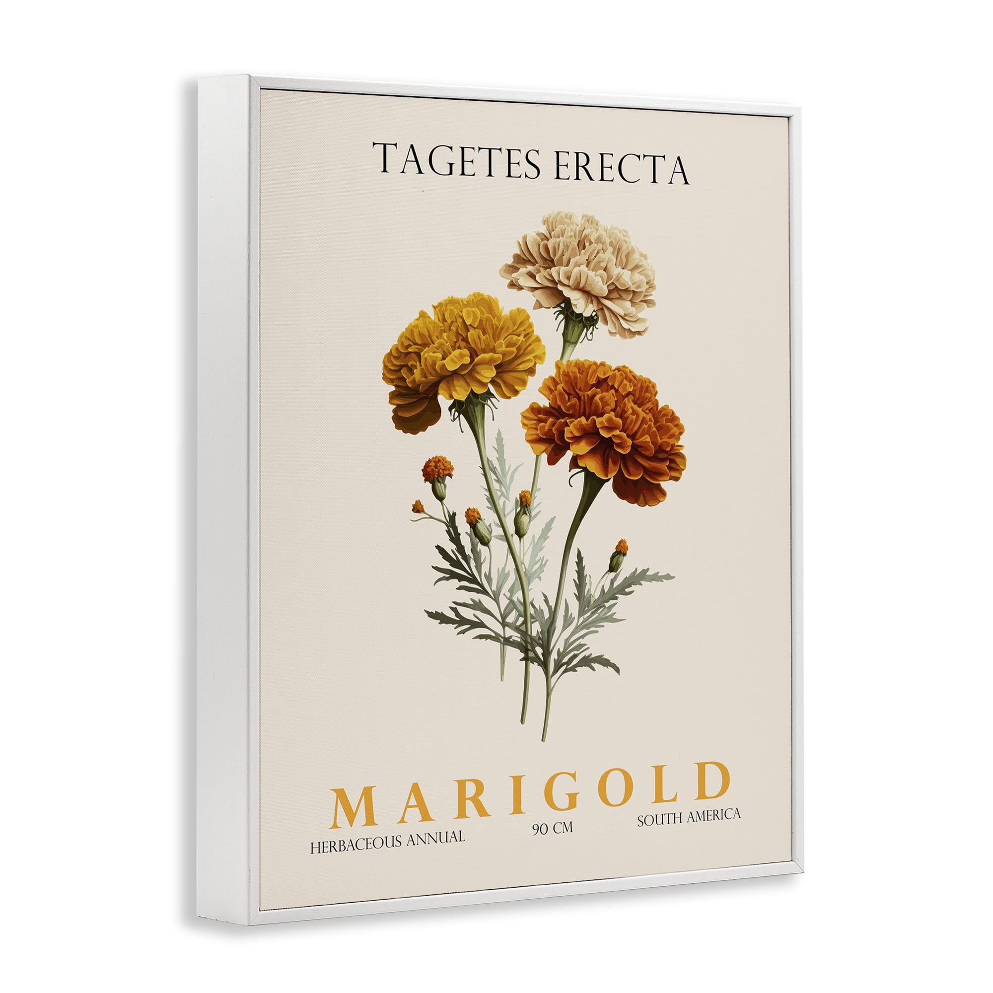 Stupell Industries Natural Marigold Bundle White Framed Giclee Art, design by Christopher Giampietro