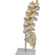 thumbnail image 1 of Teaching Equipment Model 5-Segment Lumbar Spine with Sacral Accessory Orthopedic Teaching Display Teaching Aids, 1 of 5