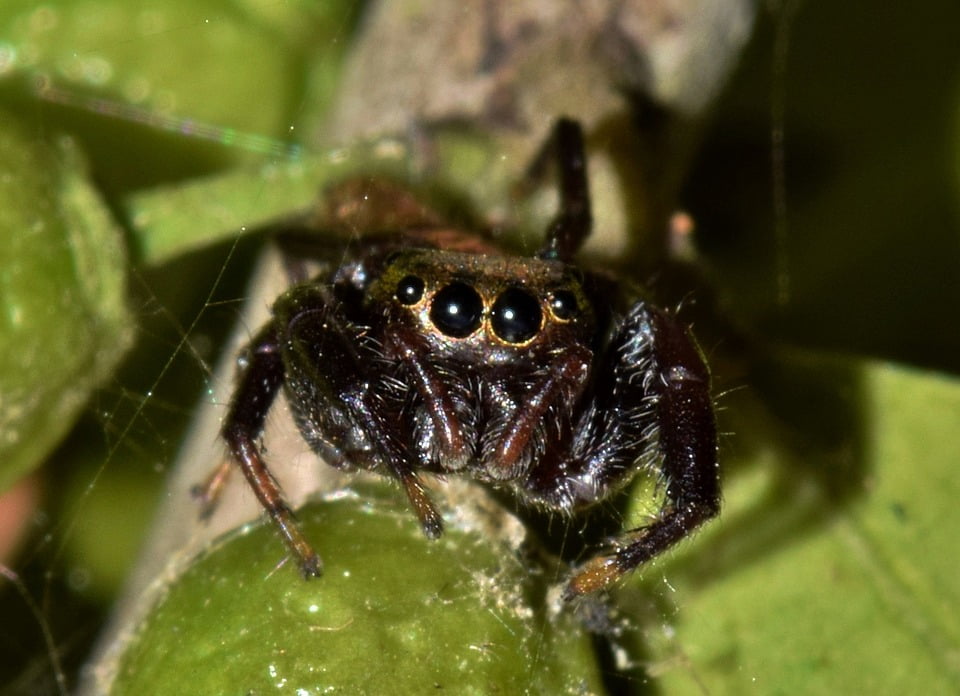 Spider Eyes  Jumping Spider Predator Arachnid20 Inch By 30 Inch