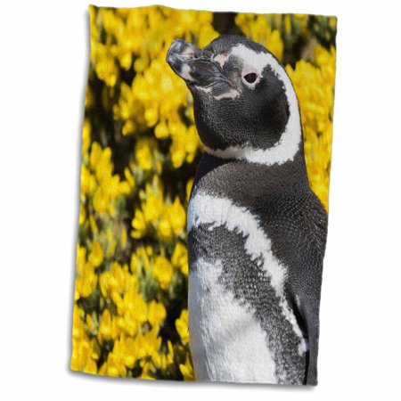 3dRose Magellanic Penguin at burrow  Falkland Islands - Towel  15 by 22-inch (twl_330848_1)