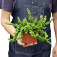 thumbnail image 4 of Curly Lipstick Plant, 4" Pot, Indoor Houseplant, Easy Care, Live Plant for Indoor & Outdoor, 4 of 6