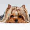 thumbnail image 1 of Accessoires pour Chat 10/Lot Accessoires pour Chiot 3.5cm Épingle à Cheveux pour Animaux, Accessoires pour Chien, pour Compétition Marche en Extérieur, 1 of 8
