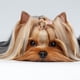 thumbnail image 2 of 10/lote accesorios para el cabello para mascotas, cachorros, perros, gatos, horquillas florales, pinzas para el pelo, 2 of 8