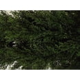 thumbnail image 2 of Silk Tree Warehouse Three 5 Foot Artificial Topiary Cedar Trees Potted Indoor Outdoor Plants, 2 of 2