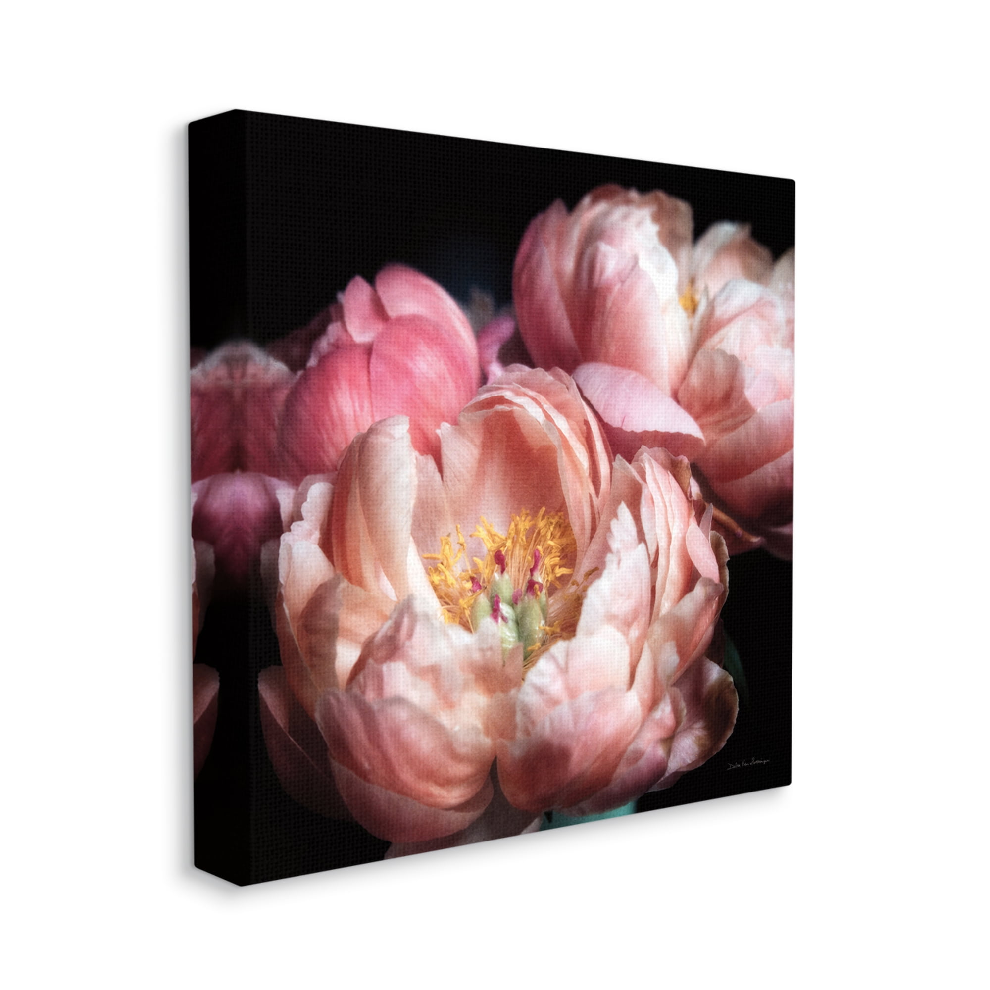 Stupell Industries Blooming Peony Photography Botanical & Floral Photography Gallery Wrapped Canvas Art Print Wall Art, 30 x 30