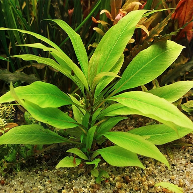 Hygro Blue Hygrophila Salcifolia Bunch Live Aquarium Plants BUY2