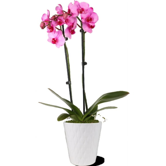 Just Add Ice 16-30" Watercolor Pink Premium Orchid Live Plant in 5" White Ceramic Pot, House Plant
