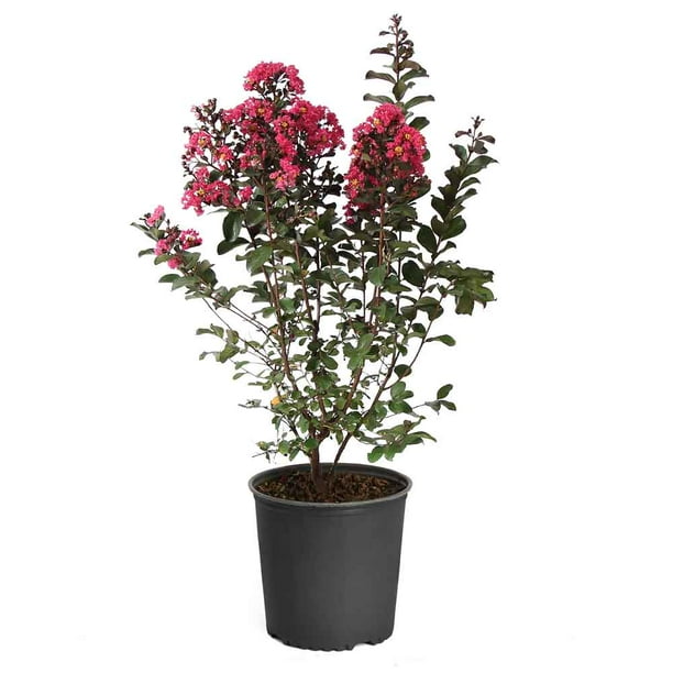 pics Pictures Of Crepe Myrtle Trees pink velour crape myrtle tree