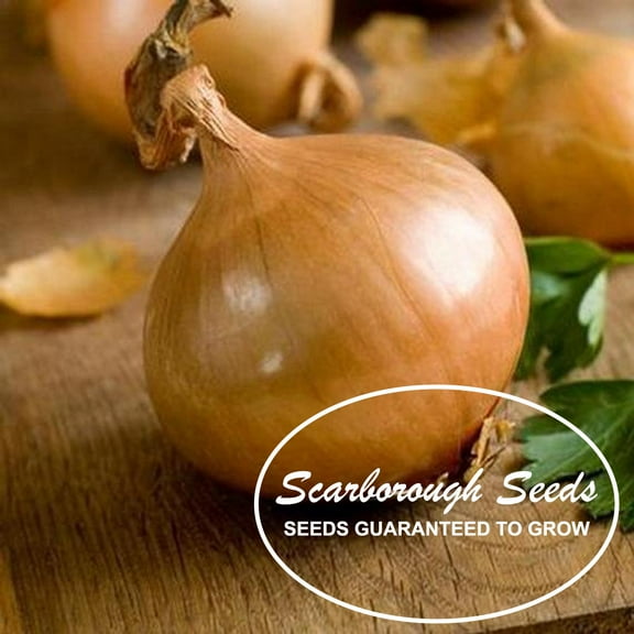 SCARBOROUGH SEEDS WALLA WALLA SWEET ONION 125 Seeds Heirloom Non-GMO - USA
