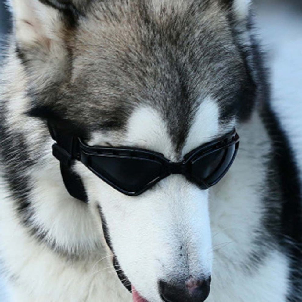 husky goggles