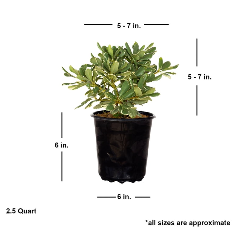 Expert Gardener Variegated Pittosporum 'Japanese Mock Orange' (2.5