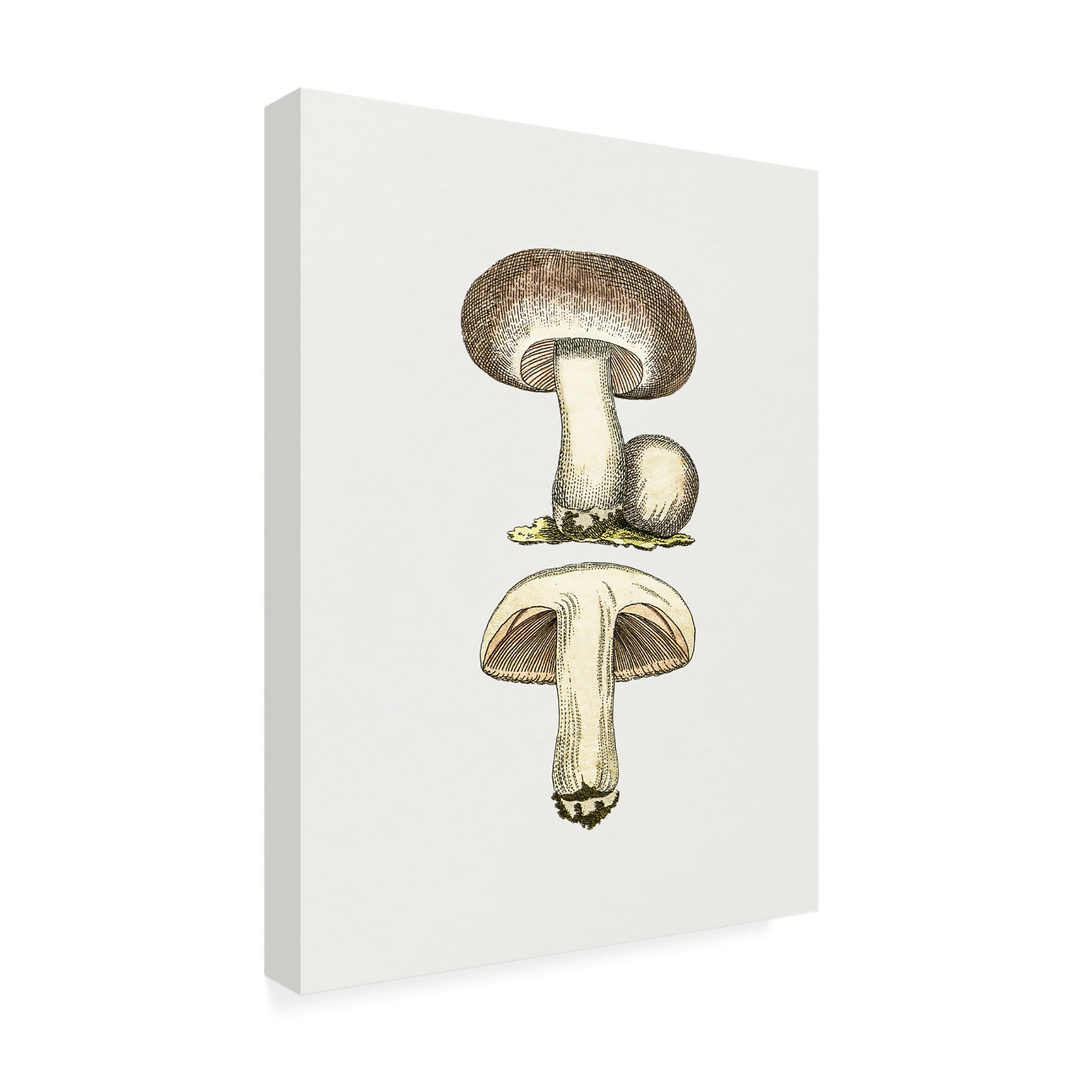 Trademark Fine Art Pictufy Hand Drawn Field Mushroom Gray Canvas Wall Art