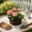 Black, variant on Shallow Succulent Plant Pots, Shallow Planter with Tray and Drainage Holes, Decorative Plastic Planters for Indoor and Outdoor Gardening, Succulent pots for Succulents Cactus and Herbs