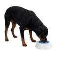 thumbnail image 3 of One Paw, Cooling Dog Bowl, Large, Refreshing, Blue, for Dogs and Cats, 3 of 7