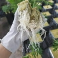 thumbnail image 5 of Ghojet 50 Cubes Rockwool Sheet Block Propagation Cloning Seed Raising Hydroponic, 5 of 9