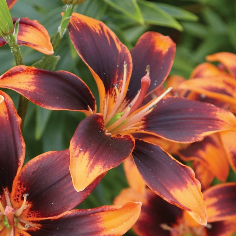 Van Zyverden Lily Forever Susan, Dormant Bulb, Partial Sun 3