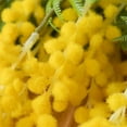 thumbnail image 6 of Luxcidy Artificial Yellow Flowers Acacia, 19.6" Long Stem Mimosa Flowers, Spring Flower Fake Easter Flowers for Home Decor, 6 of 9