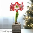 thumbnail image 7 of Easy to Grow Amaryllis Minerva Bulb Planted in a Holiday Square Pot Indoor, 7 of 7