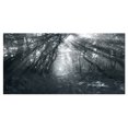 thumbnail image 2 of Sun Rays Through Gray Trees - Landscape Photography Canvas Print, 2 of 3