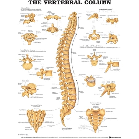 ACC The Vertebral Column