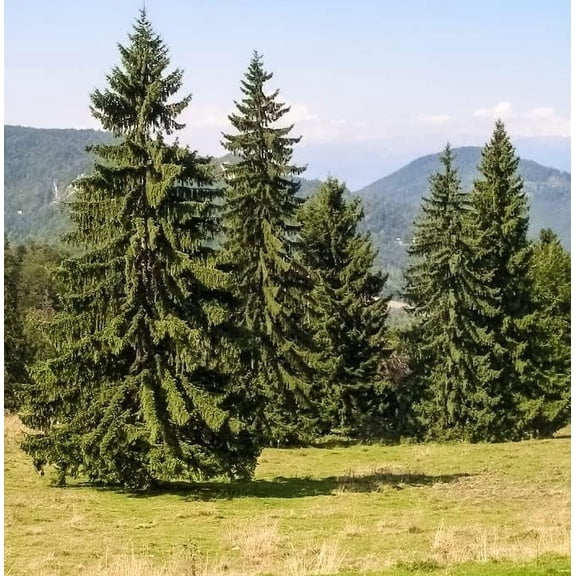 Norway Spruce Tree Seedlings (3 Foot Tall) for Planting - Beautiful Evergreen Tree Seeds - Picea Abies - No Ship to California (5 Seedlings)
