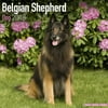 Belgian Shepherd Dog Calendar 2018 - Dog Breed Calendar - Wall Calendar 2017-2018
