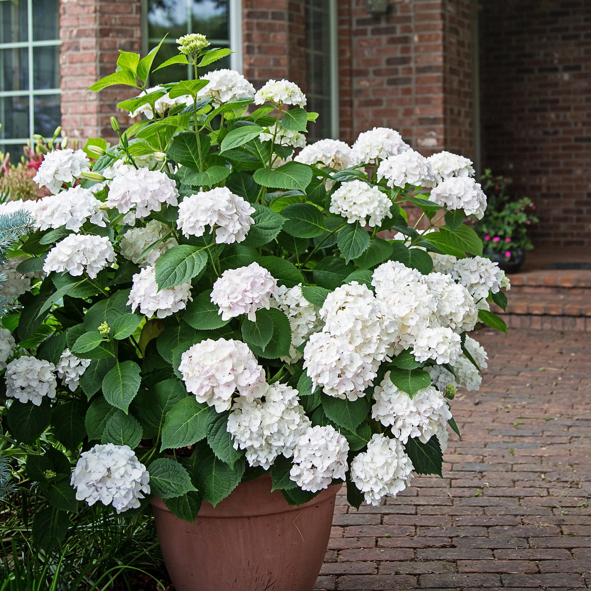 National Plant Network 1 gal. Hydrangea Endless Summer Blushing Bride