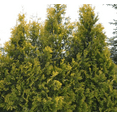 thumbnail image 3 of Set 2 Berckmans Gold Arborvitae Plants Live for Planting, Thuja Orientalis Plants for Home Garden 4 to 6 Inch Tall in 3 Inch Pot - Dormant in Winter, 3 of 6