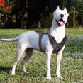 thumbnail image 2 of Genuine Leather Dog Harness Durable Adjustable For Large Dogs Quick Control, 2 of 4