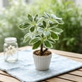 thumbnail image 4 of Artificial Money Tree Bonsai, 9.84 in Faux Potted Plants for Desk Shelf Office Bathroom Decor, Green, 4 of 6