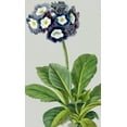 thumbnail image 2 of Vision Studio 21x32 Black Ornate Wood Framed with Double Matting Museum Art Print Titled - Vintage Garden Varieties IV, 2 of 4
