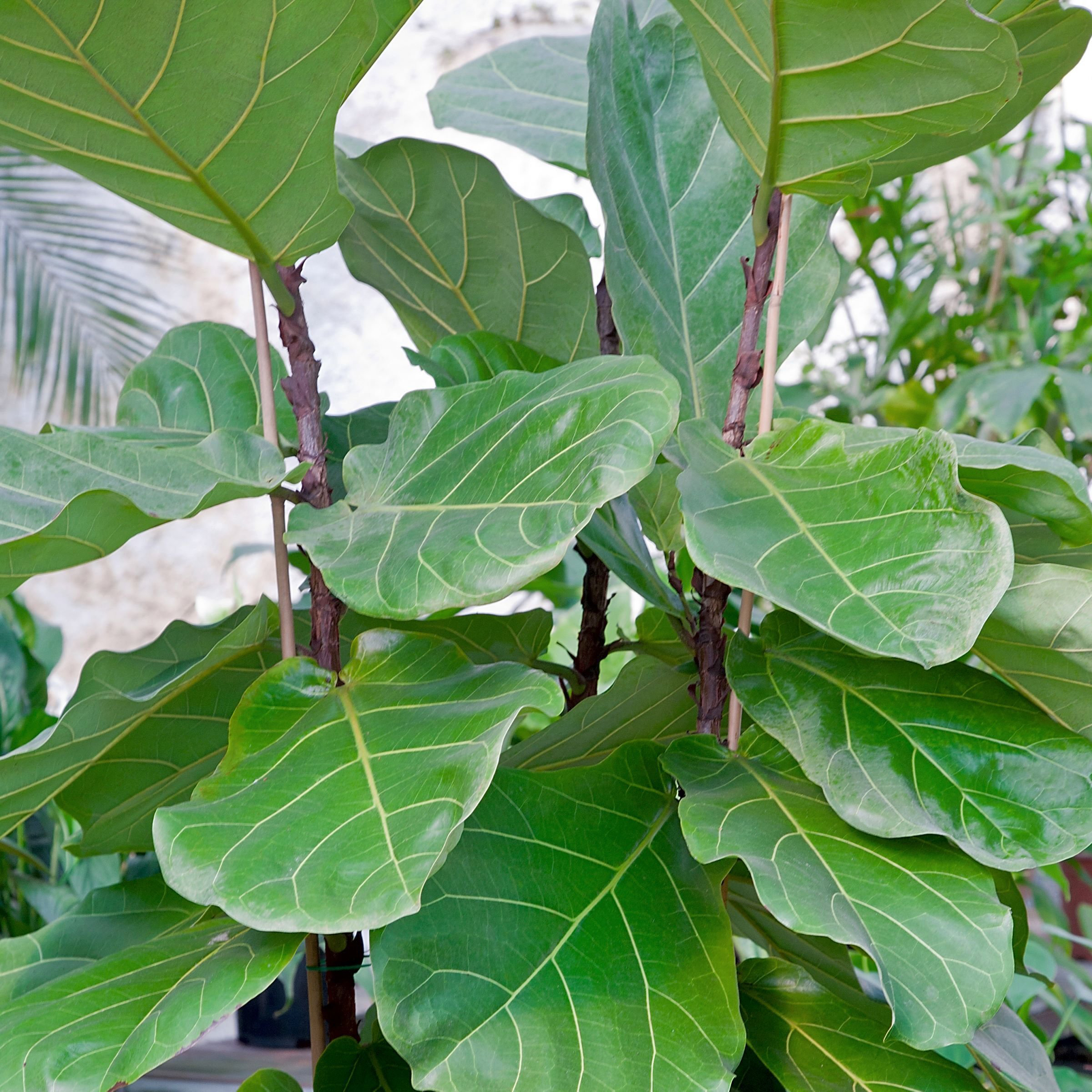 6 in. Ficus Lyrata Suncoast Plant in Grower Container