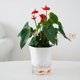 thumbnail image 1 of CATIEBYE Maceta Automática Para Plantas De Interior Con Automático Y Plástico Duradero, 1 of 8