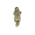 thumbnail image 5 of Groundhog Marmot Soft Stuffed Realistic Plush Animal, Gift, Educational Toy 10" F1968 B323, 5 of 10